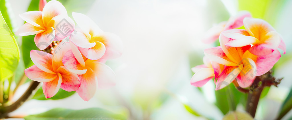 纷纷花店鲜花